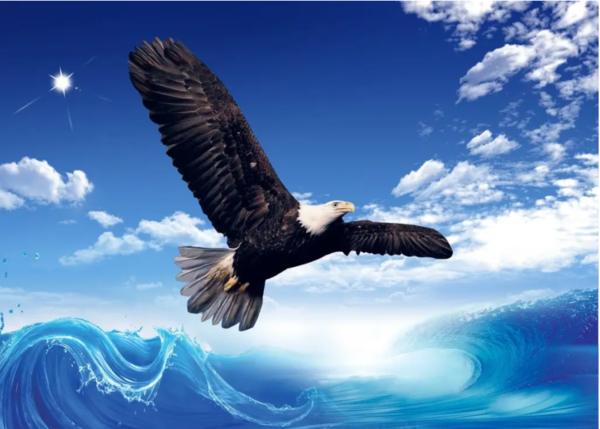 《鹰王重生》特训营